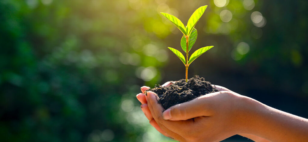 main-plante-ecologie-rse