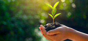 main-plante-ecologie-rse